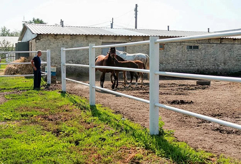 Ветеринары проверили здоровье орловских рысаков в селе под Саратовом 
