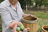 Саратовцам раскрыли главный секрет хруста солений из бочки